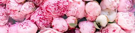 Billedet viser en tæt samling af lyserøde pæoner i forskellige nuancer. Blomsterne har store, fyldige hoveder med bløde kronblade og nogle har grønne blade synlige imellem. Stemningen er romantisk og frodig.